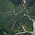 Red-tailed Hawk